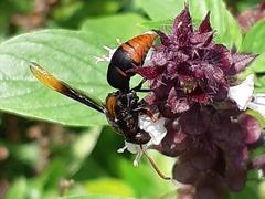 Rhynchium haemorrhoidale