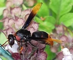 Rhynchium haemorrhoidale