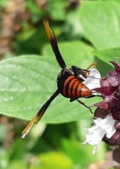 Rhynchium haemorrhoidale