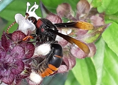 Rhynchium haemorrhoidale