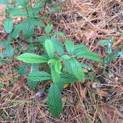 Rubus cuneifolius image