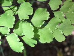 Adiantum raddianum