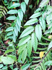 Rubus swinhoei