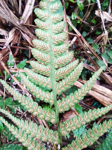 Deparia japonica iNat (1)