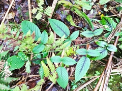 Rubus leucanthus