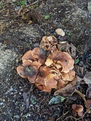 Armillaria mellea