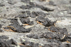 Umbilicaria hyperborea