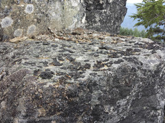 Umbilicaria hyperborea