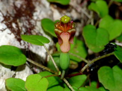Fuchsia procumbens