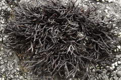 Cornicularia normoerica