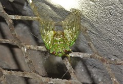 Dyticopycna semiclara