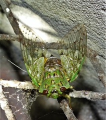 Dyticopycna semiclara