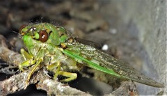 Dyticopycna semiclara