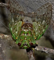 Dyticopycna semiclara