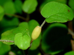 Fuchsia procumbens