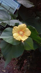 Abutilon mollissimum