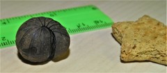 Sphaerotherium dorsale