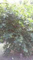 Abutilon mollissimum