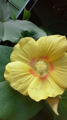 Abutilon mollissimum