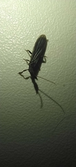 Embioptera