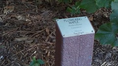 Abutilon mollissimum