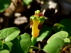 Fuchsia procumbens
