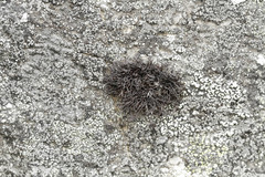 Cornicularia normoerica