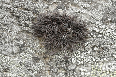 Cornicularia normoerica