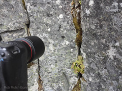 Cornicularia normoerica