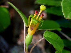 Fuchsia procumbens