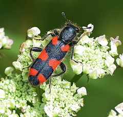 Trichodes punctatus