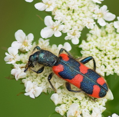 Trichodes punctatus