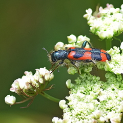 Trichodes punctatus
