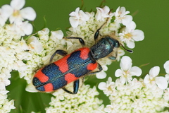 Trichodes punctatus