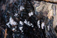 Amylostereum laevigatum