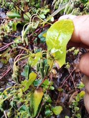 Crepidiastrum denticulatum