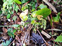 Crepidiastrum denticulatum