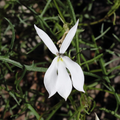 Lithotoma anethifolia