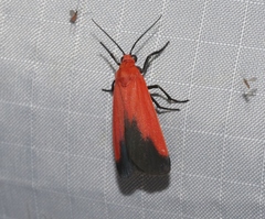 Ptychoglene coccinea