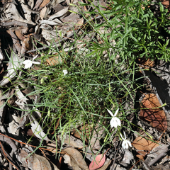 Lithotoma anethifolia