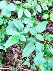 Rubus leucanthus