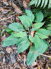 Crepidiastrum denticulatum