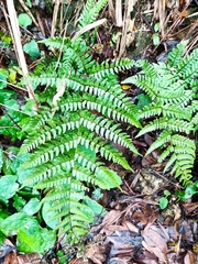 Dryopteris fuscipes
