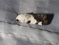 Tarache tetragona