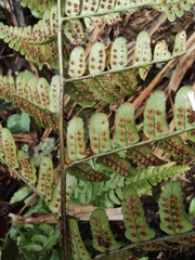 Dryopteris fuscipes