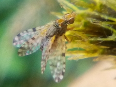 Campiglossa sororcula