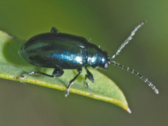 Altica oleracea