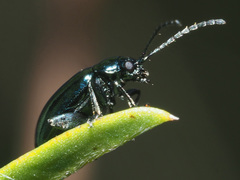 Altica oleracea