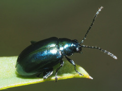 Altica oleracea