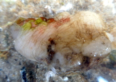 Stolidobranchia